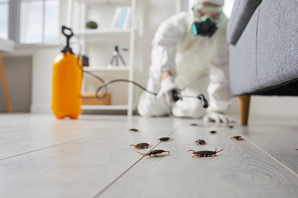 Commercial Kitchen Cockroach Control in Adel